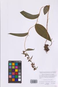 Дремлик широколистный, Дремлик чемерицевый (L.) Crantz, Восточная Европа, Московская область и Москва (E4a) (Россия)