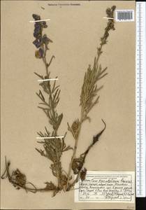 Aconitum soongoricum Stapf, Средняя Азия и Казахстан, Западный Тянь-Шань и Каратау (M3) (Киргизия)