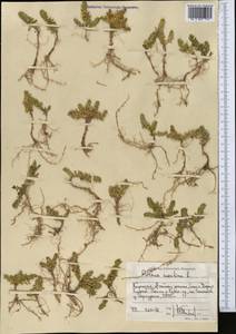 Lysimachia maritima (L.) Galasso, Banfi & Soldano, Средняя Азия и Казахстан, Памир и Памиро-Алай (M2) (Киргизия)