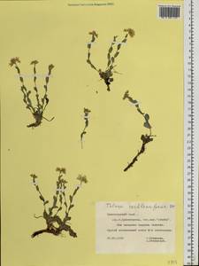 Noccaea thlaspidioides (Pall.) F.K.Mey., Сибирь, Центральная Сибирь (S3) (Россия)