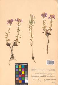 Клаусия солнцепечная (Stephan ex Willd.) Korn.-Trotzky, Восточная Европа, Нижневолжский район (E9) (Россия)