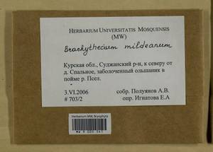 Brachythecium mildeanum (Schimp.) Schimp. ex Milde, Гербарий мохообразных, Мхи - Центральное Черноземье (B10) (Россия)