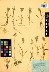 Мятлик альпийский L., Сибирь, Прибайкалье и Забайкалье (S4) (Россия)