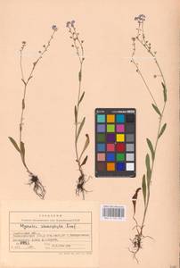 MHA 0 153 440, Myosotis alpestris subsp. suaveolens (Waldst. & Kit. ex Willd.) Strid, Восточная Европа, Центральный лесостепной район (E6) (Россия)