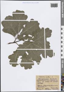 Дуб черешчатый, Дуб обыкновенный L., Восточная Европа, Центральный лесостепной район (E6) (Россия)