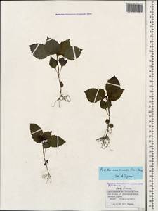 Perilla frutescens var. crispa (Thunb.) H.Deane, Кавказ, Черноморское побережье (от Новороссийска до Адлера) (K3) (Россия)
