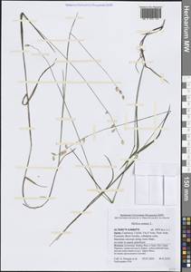 Перловник поникший L., Западная Европа (EUR) (Испания)