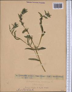 Буглосоидес полевой, Воробейник полевой (L.) I.M.Johnst., Западная Европа (EUR) (Албания)