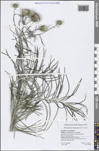 Ptilostemon chamaepeuce (L.) Less., Зарубежная Азия (ASIA) (Турция)