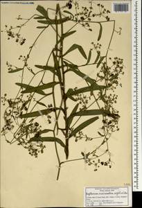 Bupleurum ramosissimum var. wightii (P. K. Mukh.) Bennet, Зарубежная Азия (ASIA) (Индия)