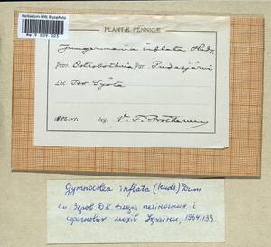 Gymnocolea inflata (Huds.) Dumort., Гербарий мохообразных, Мхи - Западная Европа (BEu) (Финляндия)