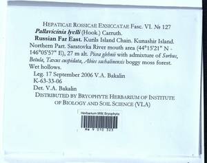 Pallavicinia lyellii (Hook.) Carruth., Гербарий мохообразных, Мхи - Дальний Восток (без Чукотки и Камчатки) (B20) (Россия)