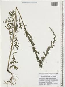 Centaurea stoebe subsp. stoebe, Кавказ, Краснодарский край и Адыгея (K1a) (Россия)