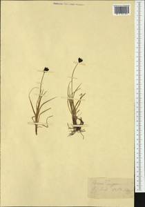 Carex parviflora Host, Западная Европа (EUR)