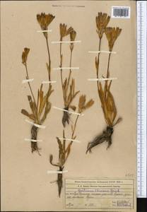 Горечавка Оливье Griseb., Средняя Азия и Казахстан, Западный Тянь-Шань и Каратау (M3) (Казахстан)