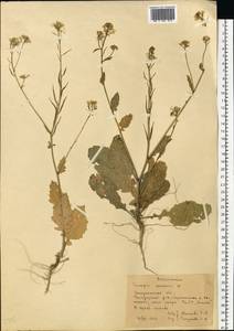 Rhamphospermum arvense (L.) Andrz. ex Besser, Восточная Европа, Западно-Украинский район (E13) (Украина)