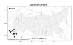 Spergularia media, Торичник средний (L.) C. Presl, Атлас флоры России (FLORUS) (Россия)