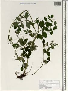 Angelica cartilaginomarginata (Makino ex Y.Yabe) Nakai, Зарубежная Азия (ASIA) (Республика Корея)