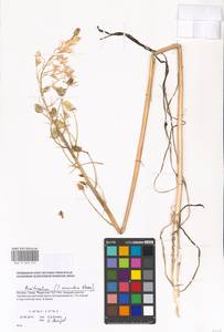 Птицемлечник дугообразный Steven, Восточная Европа, Московская область и Москва (E4a) (Россия)