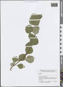 Тополь, Восточная Европа, Средневолжский район (E8) (Россия)