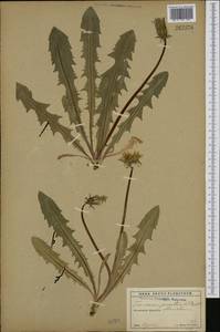 Taraxacum praestans H. Lindb., Западная Европа (EUR) (Финляндия)