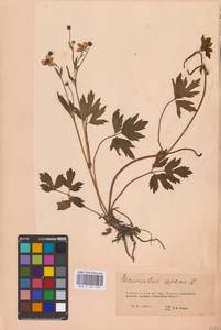 Лютик ползучий L., Восточная Европа, Восточный район (E10) (Россия)