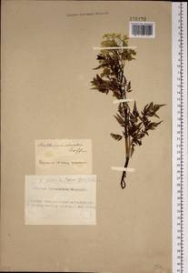 Anthriscus sylvestris subsp. sylvestris, Сибирь, Алтай и Саяны (S2) (Россия)