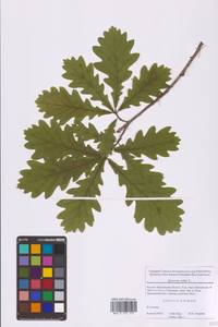 Дуб черешчатый, Дуб обыкновенный L., Восточная Европа, Московская область и Москва (E4a) (Россия)