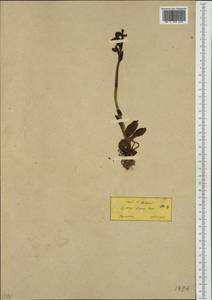 Ophrys lutea Cav., Западная Европа (EUR) (Греция)