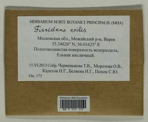 Fissidens exilis Hedw., Гербарий мохообразных, Мхи - Москва и Московская область (B6a) (Россия)