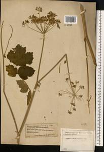 Heracleum sphondylium subsp. sibiricum (L.) Simonk., Восточная Европа, Центральный лесостепной район (E6) (Россия)
