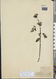 Phlomoides ebracteolata (Popov) Adylov, Kamelin & Makhm., Средняя Азия и Казахстан, Западный Тянь-Шань и Каратау (M3) (Узбекистан)