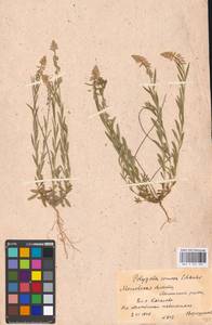 Истод хохлатый Schkuhr, Восточная Европа, Московская область и Москва (E4a) (Россия)