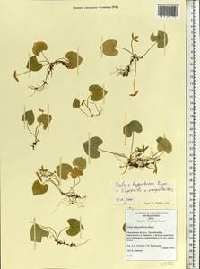 Viola epipsila subsp. repens (Turcz.) W. Becker, Восточная Европа, Северный район (E1) (Россия)