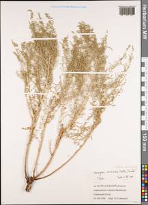 Caroxylon dendroides (Pall.) Tzvelev, Восточная Европа, Нижневолжский район (E9) (Россия)