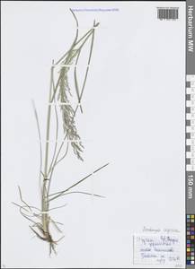 Щучка дернистая (L.) P.Beauv., Восточная Европа, Московская область и Москва (E4a) (Россия)