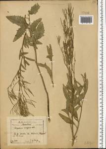 Гулявник волжский M.Bieb. ex E.Fourn., Восточная Европа, Московская область и Москва (E4a) (Россия)