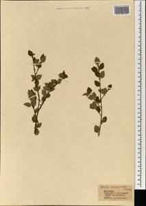 Береза кустарниковая Pall., Монголия (MONG) (Монголия)