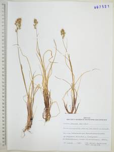 Anthoxanthum monticola (Bigelow) Veldkamp, Сибирь, Дальний Восток (S6) (Россия)