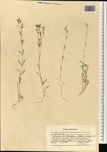 Caryophyllaceae, Зарубежная Азия (ASIA) (Афганистан)