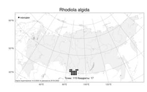 Rhodiola algida, Родиола холодная (Ledeb.) Fisch. & C. A. Mey., Атлас флоры России (FLORUS) (Россия)