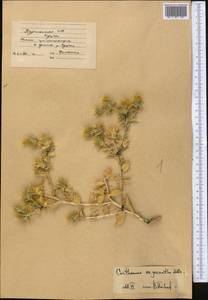 Сафлор острошипый M. Bieb., Средняя Азия и Казахстан, Каракумы (M6) (Туркмения)