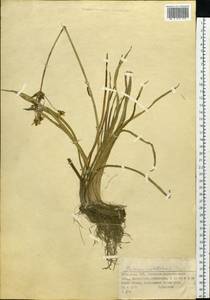 Сусак зонтичный L., Сибирь, Западный (Казахстанский) Алтай (S2a) (Казахстан)