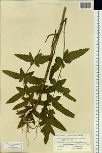 Pastinaca sativa var. sylvestris (Mill.) DC., Сибирь, Дальний Восток (S6) (Россия)
