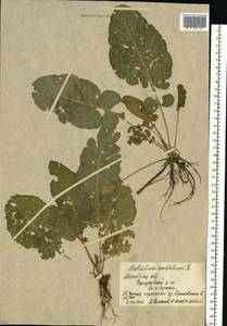 Жерушник земноводный (L.) Besser, Восточная Европа, Московская область и Москва (E4a) (Россия)