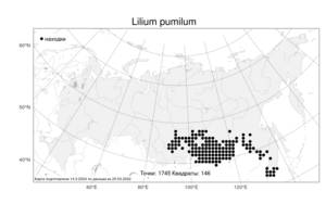 Lilium pumilum, Лилия карликовая Redouté, Атлас флоры России (FLORUS) (Россия)