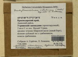 Anomodon viticulosus (Hedw.) Hook. & Taylor, Гербарий мохообразных, Мхи - Северный Кавказ и Предкавказье (B12) (Россия)