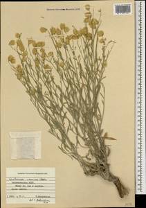 Psephellus araxinus (Gabrieljan) Greuter, Кавказ, Азербайджан (K6) (Азербайджан)