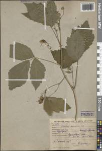 Ежевика сизая L., Средняя Азия и Казахстан, Западный Тянь-Шань и Каратау (M3) (Киргизия)