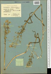 Птицемлечник дугообразный Steven, Кавказ, Армения (K5) (Армения)
